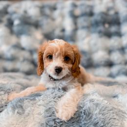 Butter - Blenheim male Cavapoo puppy in Mayo, Florida from Kingston’s Cavaliers