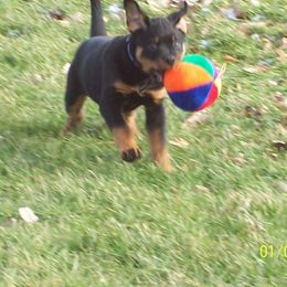 Rottweiler Puppies from Vom Wesburg Rottweilers