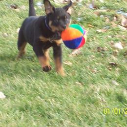 Rottweiler Puppies from Vom Wesburg Rottweilers