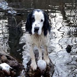 Chico - English Springer Spaniel
