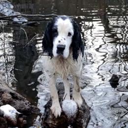 Chico - English Springer Spaniel