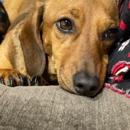 Maggie - Dachshund