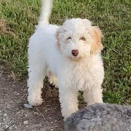 Darla - Australian Labradoodle