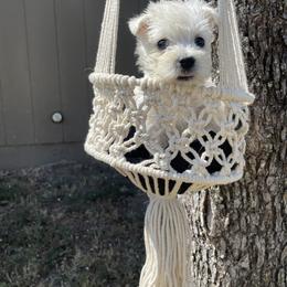 West Highland White Terrier Puppies from Shadow Lane Genetics