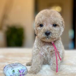 Carly - Apricot female Labradoodle puppy in San Antonio, Texas from I Love U Back Labradoodles, LLC