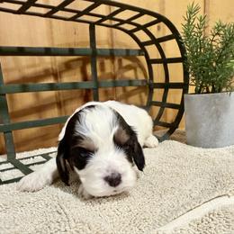 Girl 2 - Tri-color female Cavapoo puppy in Bloomfield, Iowa from Schooley Doodles