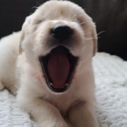 Golden Retriever Puppies from Southern Golden Retrievers