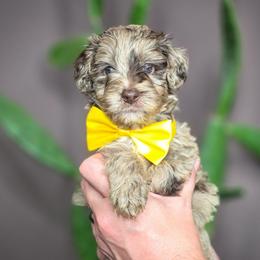 Nash - Merle male Double Doodle puppy in Cleveland, Tennessee from Edgewater Doodles & Designer Pups