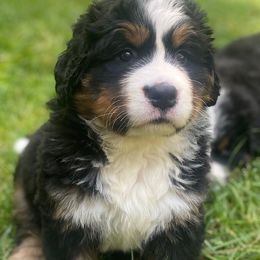 Apollo - Black rust and white Bernese Mountain Dog puppy in Raleigh, North Carolina from Blue Ridge Mountains - Bernese Mountain Dog Pups