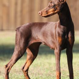 Rhaella - 7500 - Red and rust female Doberman Pinscher puppy in Commerce, Texas from Elitehaus