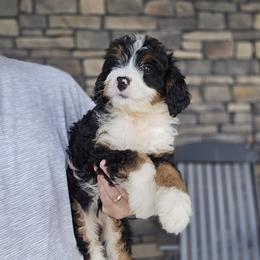 Ava - Tri-color female Bernedoodle puppy in Apple Creek, Ohio from Grandeur Valley Puppies