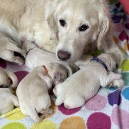 Golden Retriever Puppies from Ruff Life Goldens