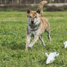 Jindo All Grown Up from YooShin Kennels