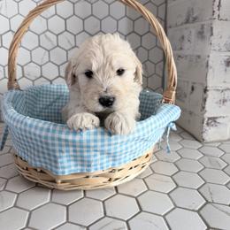 Will - Cream male Goldendoodle puppy in Mount Pleasant, Utah from Betty's Goldendoodles