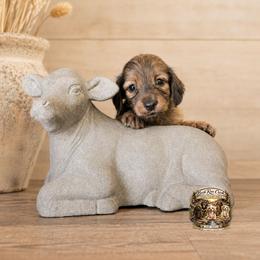 WREN - Brindle female Dachshund puppy in Greenfield, Ohio from Buck Run Creek Dachshunds