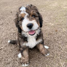 Atlas - Sable male Bernedoodle puppy in Fort Meade, Florida from Baldwin Dood Ranch