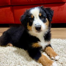 Rosie - Black tri-color female Australian Shepherd puppy in Lynnville, Indiana from Moonlightaussies