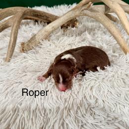 Roper - Red tri-color male Australian Shepherd puppy in Vernal, Utah from Dancing M Kennels