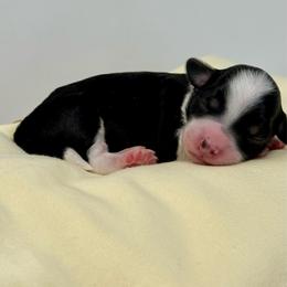 Cloudy - Black tri-color female Aussiedoodle puppy in Sterling, Colorado from North 40 Doodles