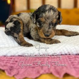 Gonzo - Merle male Goldendoodle puppy in Grove, Oklahoma from Guinn Family Farms