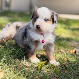 Safari ASDR - Blue merle female Toy Australian Shepherd puppy in Polk City, Florida from Skaky Shepherds