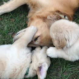 Golden Retriever Puppies from Stonewood Goldens
