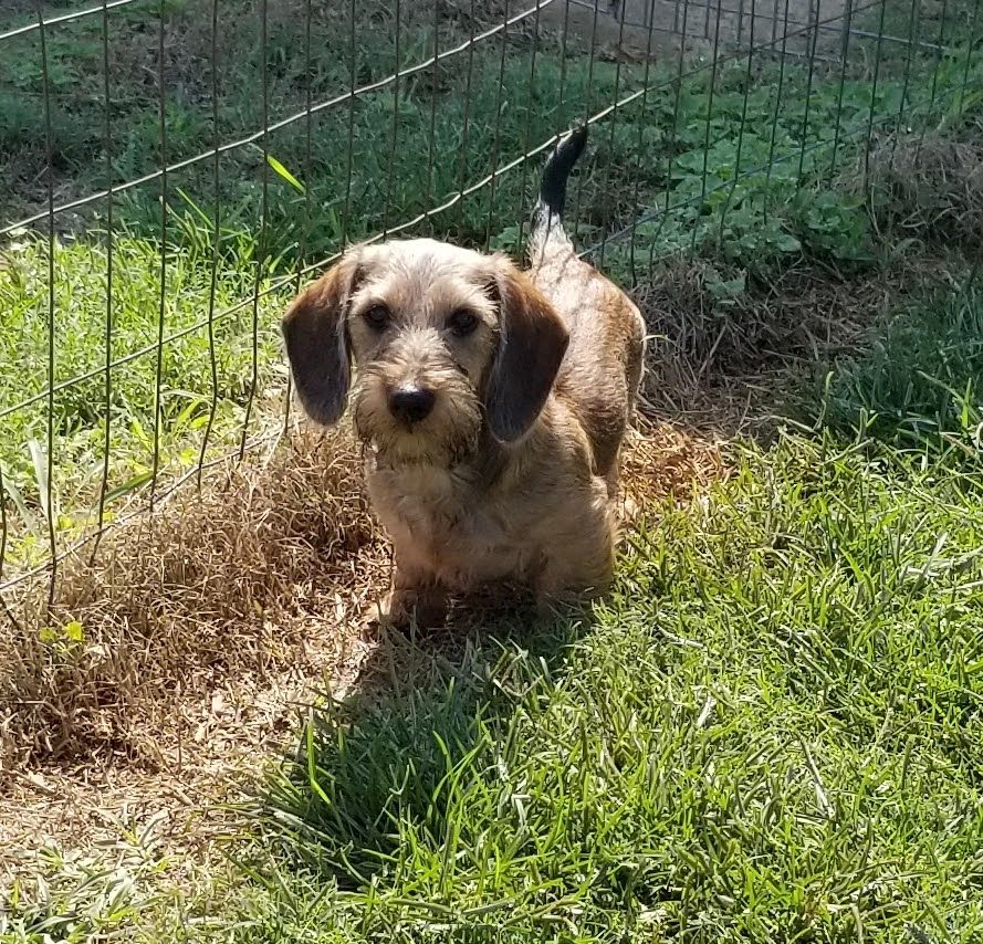 Dry creek 2024 miniature dachshunds