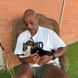 Waylon Jennings pet 2500 - Piebald male Dachshund puppy in Irving, Texas from DFW Dachshunds by G & S