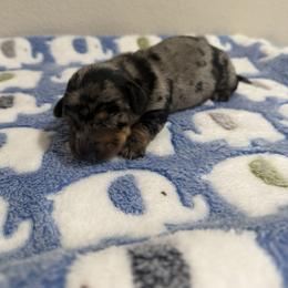 Flag - Dapple male Dachshund puppy in Brashear, Texas from Shepherds Run Miniature Dachshunds