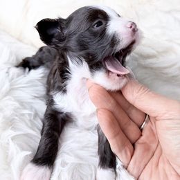 Coco - White and chocolate female Chinese Crested puppy in Rancho Cordova, California from Royal Chinese Crested