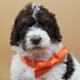 Coats - Brown and white male Bernedoodle puppy in Scottsville, Kentucky from Barren River Bernedoodles and Poodles