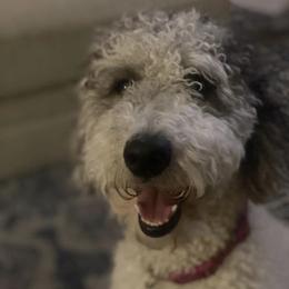 Nova - Goldendoodle