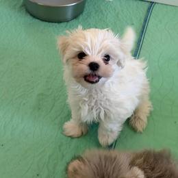 Winslow - White male Maltese puppy in Newport Beach, California from Exotic City Pomeranians and chihuahuas