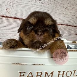 Shih Tzu Puppies from Shurbeez Shih Tzu