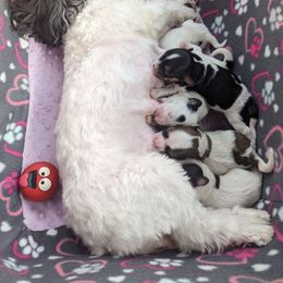 Havanese puppies from MT's Havanese