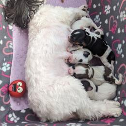 Havanese puppies from MT's Havanese