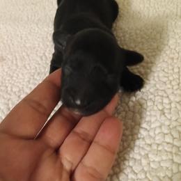 Girl 2 - Black female Cavapoo puppy in East Providence, Rhode Island from Marta's Cavaliers