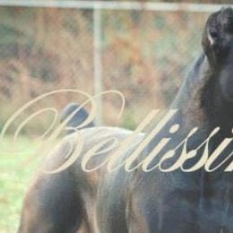 Cane Corso from Bellissima Cane Corso