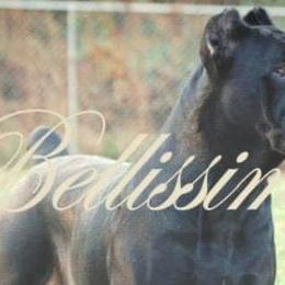 Cane Corso from Bellissima Cane Corso