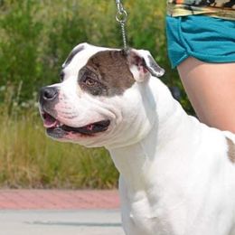 Cas - Alapaha Blue Blood Bulldog