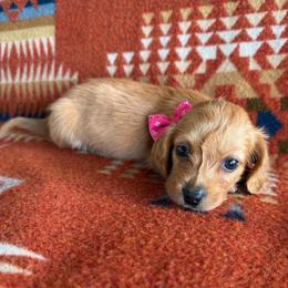 Apricot - Red female Dachshund puppy in Okeechobee, Florida from HotShot Kennels