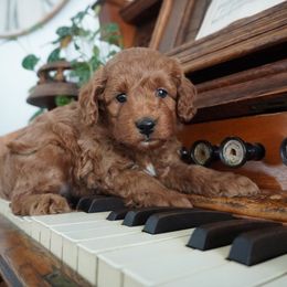Grant - Red male Cockapoo puppy in Shipshewana, Indiana from Home Raised Cockapoos