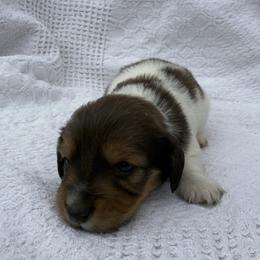 Elvis - Piebald male Dachshund puppy in Gold Canyon, Arizona from Silverking Kennels