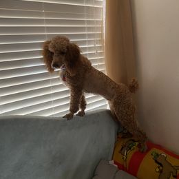 Lyly - Poodle