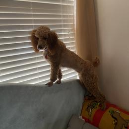 Lyly - Poodle