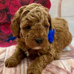 Ryder - Red  male Goldendoodle puppy in Idabel, Oklahoma from Kay Kay’s Poodles & Doodles
