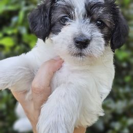Goldendoodle, Old English Sheepdog, Poodle, Schnoodle, and Sheepadoodle Puppies from For the LOVE of Poodles and Doodles