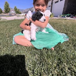 Goldendoodle and Sheepadoodle Puppies from Maplesierradoodles