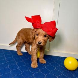 F1B Goldendoodle Skye - Red  female Goldendoodle puppy in Redding, California from Casa Delarosa Collective Poodles & Doodles