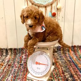 Goldendoodle Puppies from The Doodle Grove